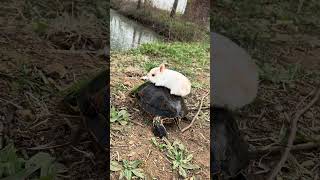 🐰 The rabbit playing with his friend the turtle 🐢 😍 shorts puppy cuteanimals [upl. by Ahsikal]