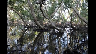 Kenya  des abeilles luttent contre la déforestation de mangroves [upl. by Ahtenek]