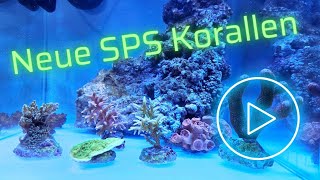 Neue SPS Korallen für das UNS Cube Aquarium 30x30x30 [upl. by Penland114]