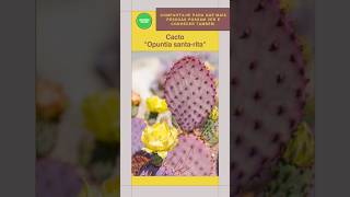 Opuntia santarita shorts cactos cactus [upl. by Anairam572]