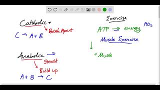 Physical exercise involves both anabolic and catabolic processes For each process explain an expec [upl. by Claybourne954]