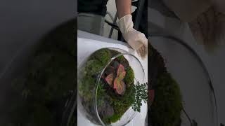 Korea Tour Moss potting experience TerrariumWardian CaseVivarium Cress [upl. by Neret942]