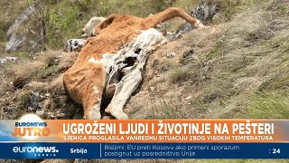 SJENICA  KREPALA STOKA LEŽI SVUDA STRAVIČNE SLIKE IZ SJENICE MILANOVAC BEZ PIJAĆE VODE RIO TINT [upl. by Srevart292]