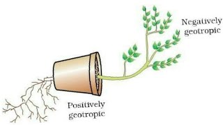 how to draw geotropism diagram [upl. by Mir]