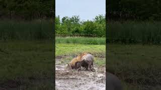 Wildebeests fight back Animals compete Wild animals at close range Animals confusing behavio [upl. by Allveta670]