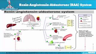 The ReninAngiotensinAldosterone RAAS System [upl. by Marcia267]