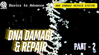 DNA Damage Repair System  Different Types of DNA Damage Repair  DNA Damage amp Repair Part 2 [upl. by Cale469]