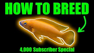 How to breed Neolamprologus leleupi  Indepth Species Profile [upl. by Aztiram196]