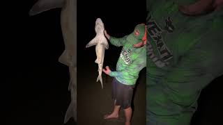 Tybee Island Shark shark sharkfishing fishing saltwaterfishing saltlife [upl. by Boyden]