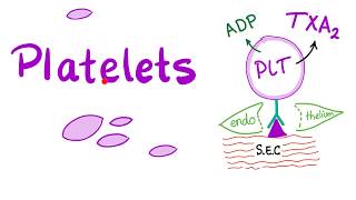 Platelets Thrombocytes  The Cell Pieces that Lack Nucleus  Hematology [upl. by Lehmann195]