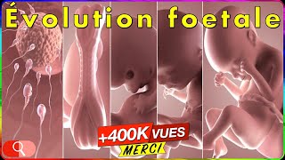 ÉVOLUTION GROSSESSE  bébé mois par mois en vidéo [upl. by Anirual]