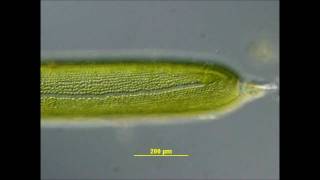 Cytoplasmic Streaming in Nitella [upl. by Nerra170]