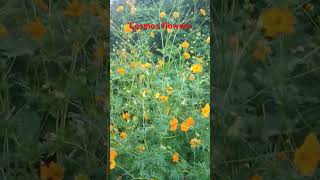 Cosmos flowers 🌼🌼🌼 beautiful garden short video [upl. by Nyleek]