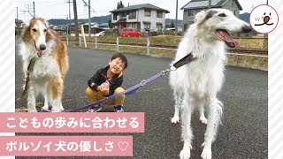 【優しいボルゾイ犬】子供のスピードに合わせて、お散歩♡【 PECO TV 】 [upl. by Harvard251]