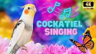 Cockatiel singing Cockatiel Sounds in Happy Colorful Background [upl. by Eymaj]