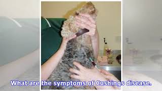 Cushings disease [upl. by Einahpts]