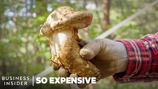 Why Matsutake Mushrooms Are So Expensive  So Expensive [upl. by Demetri]