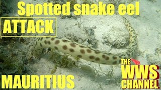 Spotted eel snake attack  Mauritius [upl. by Eneloc]