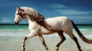 Andalusian Horses [upl. by Admana]