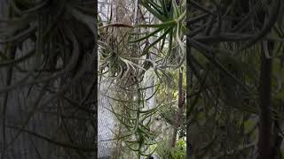 Tillandsia duratii and mereliana 🌀🐉🍍 2024830 [upl. by Octave]