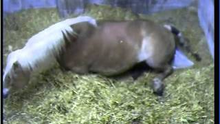 My horse foaling Full Length [upl. by Adnuhsed]