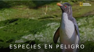 Pingüinos penacho amarillo en extinción  Defensores del Planeta [upl. by Frankel]