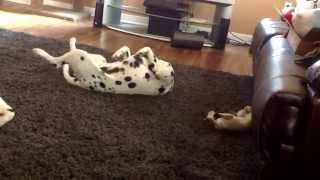 Kitten copies Dalmatian dog [upl. by Epolulot]