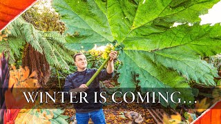 EPIC Winter Gardening Preparations  Ensete Gunnera manicata Cannas amp More Tropical Plants [upl. by Rotceh]