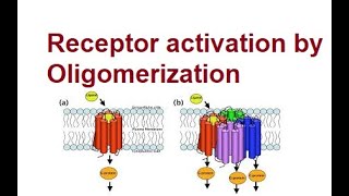 Activation of Receptors by Oligomerization  Mechanism  2024 [upl. by Raye]