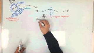 Protein Synthesis and the Rough Endoplasmic Reticulum [upl. by Madeline247]