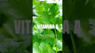 Beneficios Nutricionales del cilantro frutas alimentosnaturales tips nutrientes sabiasque vit [upl. by Valley142]