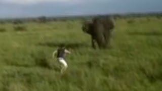 Man charges elephant loses job [upl. by Rollie]