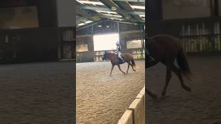 Nice flatwork lesson on Dora [upl. by Oz]