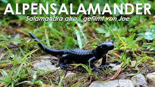 Alpensalamander  Salamandra atra  in freier Natur im Allgäu 2024 [upl. by Neeluqcaj816]