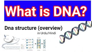 What is DNA  DNA structure Explanation in Urdu  DNANucleic Acid in UrduHindi [upl. by Dunseath786]