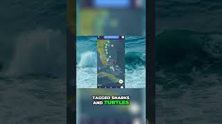 Shark Tracker Explore Tagged Sharks amp Turtles [upl. by Dohsar]