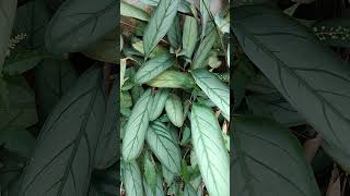 Calathea Variety Prayer Plant Setosa Grey Star Plant natureplants indoorplants garden [upl. by Eirojam]