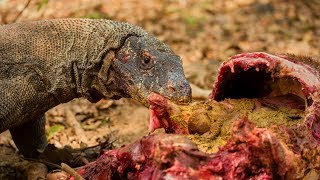 Komodo dragon Varanus komodoensis feeding on a deer [upl. by Larianna]