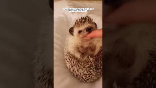 A man saves a hedgehog that fell into the water and then hedgehog babyhedgehog short [upl. by Meijer]