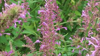 Two Agastache  Rose Mint and Blue Fortune  Pol CEGNatives [upl. by Nosduh]