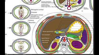 Embryologie du péritoine [upl. by Kier]