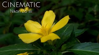 Nikon Z6 iii Cinematic Video Test [upl. by Ynaoj]