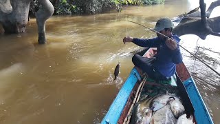 IKAN TAWES DAN IKAN KELABAU JUMBO [upl. by Noraa]