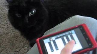 Funny Angry Cat attacks cell phone meow piano app [upl. by Akenit532]