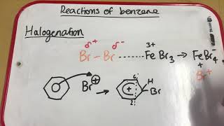 Halogenation of Benzene [upl. by Ainigriv]