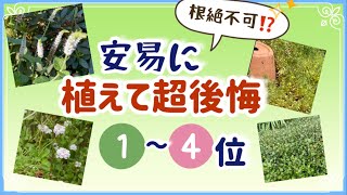 《植えて大失敗！もはやお庭のテロリスト！？》繁殖力が旺盛すぎて植えて超後悔している植物1位4位／植えてはいけない植物／要注意グランドカバープランツ／雑草対策のヒメイワダレソウよりやっかい [upl. by Epp]