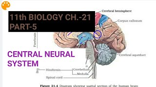 Class 11 BiologyCh21 Part5Central Neural SystemStudy with Farru [upl. by Seavir]