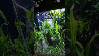 Cryptocoryne aponogetifolia shorts [upl. by Gone]