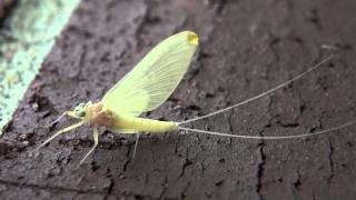 Flatheaded Mayfly Heptageniidae Epeorus Female Subimago [upl. by Zielsdorf]