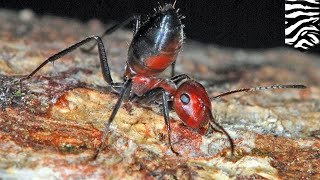 These exploding ants kaboom their butt to defend their own  TomoNews [upl. by Dnomasor]